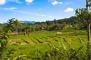 Rice fields in Uma Ina Ico