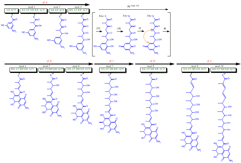 File:Rifamycin biosynthesis.gif