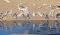 Ring-necked Doves (Streptopelia capicola) at Nossob Waterhole ... (46143543202).jpg