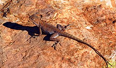 Description de l'image Ring-tailed Dragon (Ctenophorus caudicinctus) (8851937562).jpg.