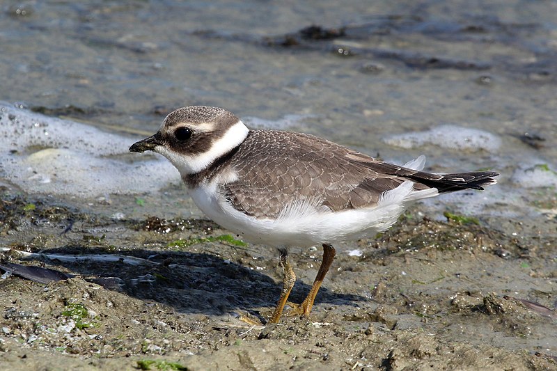 File:Ringed plover (Charadrius hiaticula) juvenile.jpg