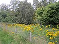 Thumbnail for File:Roadside ragwort - geograph.org.uk - 3124102.jpg