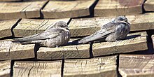 A pair of rock martins on a rooftop Rock Martin - Naru Moru - Kenya 06 8717 (16793485819).jpg