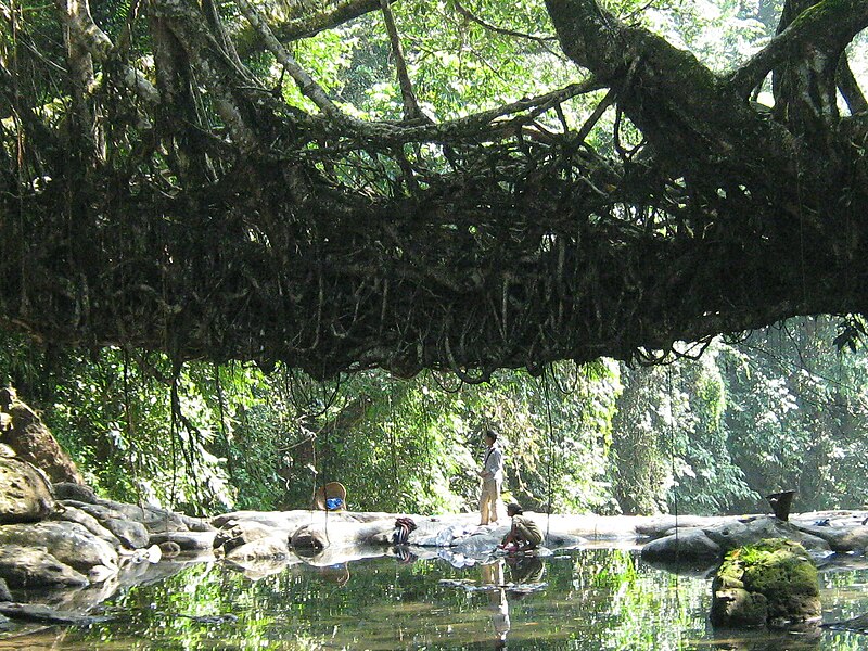 File:Root bridge 2011.jpg