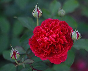 'William Shakespeare 2000', Hamilton - Most Fragrant Rose 2011