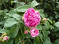 Category:Rosa 'Charles de Mills' - Wikimedia Commons