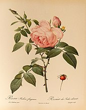 Rosa indica fragrans, before 1810