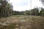 Rottenbacher-Moor.jpg