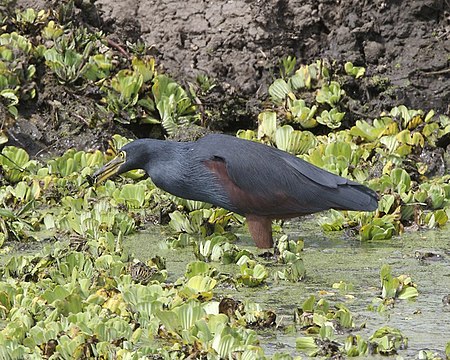 ไฟล์:Rufous-bellied_Heron_(Ardeola_rufiventris).jpg