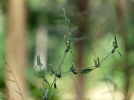 Tập_tin:Rungia_at_Kadavoor.jpg