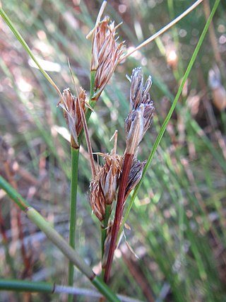 <i>Schoenus aureus</i> Species of grass-like plant