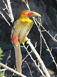 Saffron Toucanet.JPG