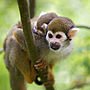 Thumbnail for Collins' squirrel monkey