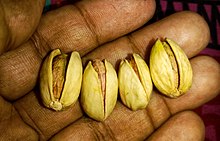 Salted pistachio nuts in West Bengal, India. Salted pistachios photographed in West Bengal, India, by Yogabrata Chakraborty, March 7, 2023.jpg