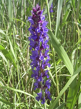 Salvia nemorosa flora.jpg