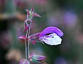 Salvia sclarea Fleur jd pl.jpg