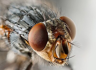 Sarcophagid fly Portrait.jpg