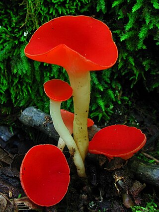 <i>Sarcoscypha occidentalis</i> Species of fungus