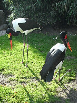 Ephippiorhynchus Senegalensis: Descrizione, Distribuzione e habitat, Biologia