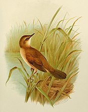 Savi's Warbler Gronvold.jpg