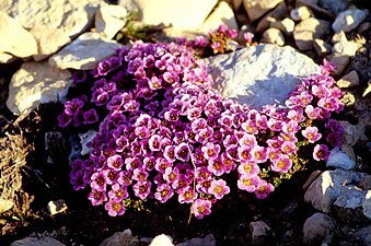 Saxifraga oppositifolia - Zuiltjessteenbreek