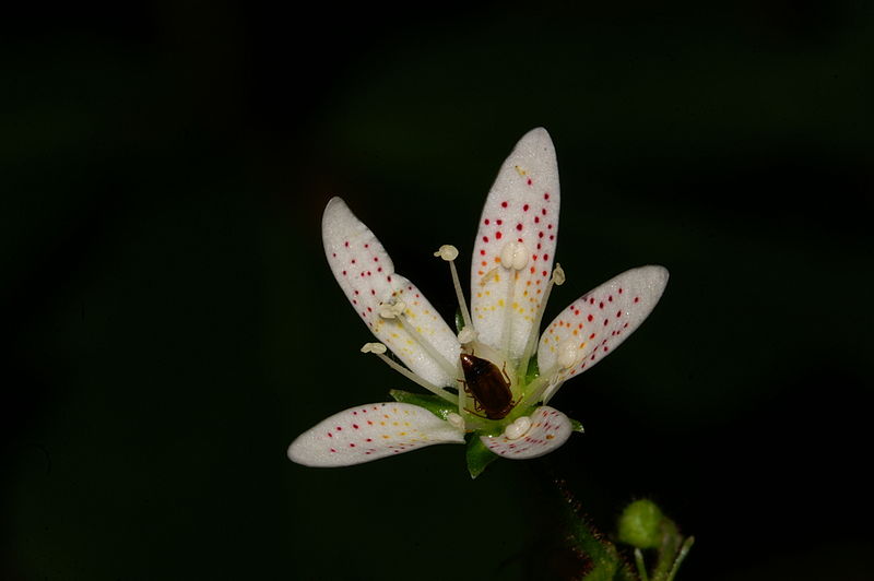 File:Saxifraga rotundifolia m1.JPG