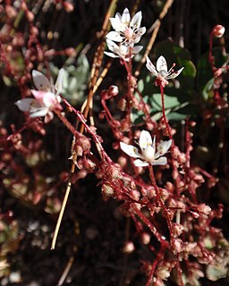 <i>Micranthes bryophora</i> Species of flowering plant