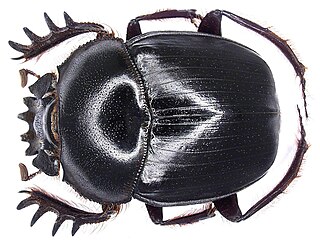 <i>Scarabaeus satyrus</i> Species of beetle