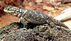 Sceloporus poinsetii (1).jpg