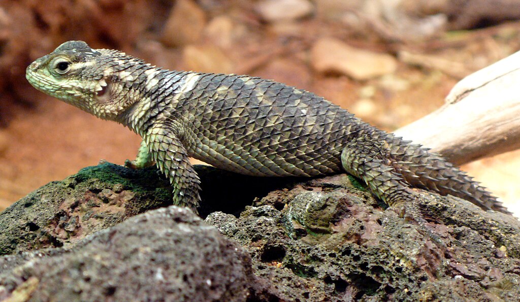 Sceloporus poinsettii