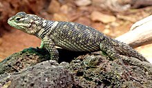 Sceloporus poinsettii (1) .jpg