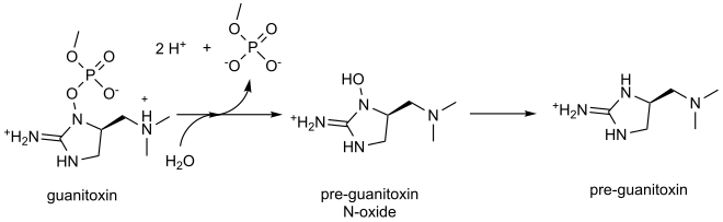 Scheme for guanitoxin degradation. Major microspecies at pH 7.4 are shown. Scheme for Guanitoxin degradation.svg