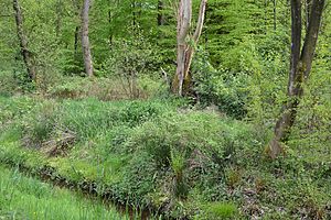 Schleswig-Holstein, Rosdorf, Landschaftschutzgebiet Waldfläche Wulfshorst NIK 6422.jpg