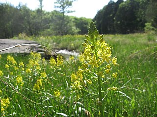 <i>Schoenolirion croceum</i> Species of flowering plant