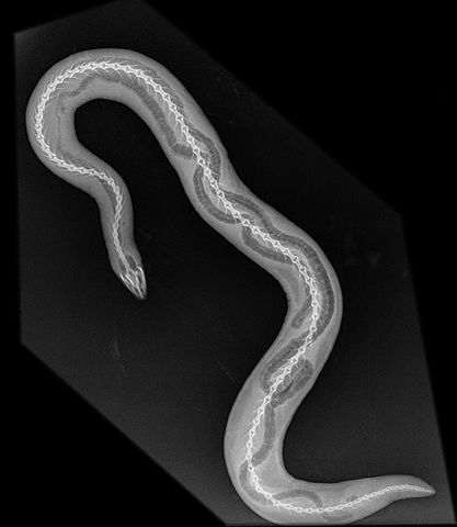 T. compressicauda x-ray