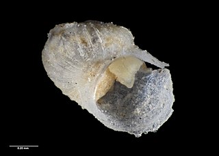 <i>Scissurella bountyensis</i> Species of gastropod