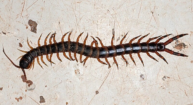 File:Scolopendra viridicornis nigra (cropped).jpg