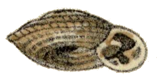 Plectopyloidea family of molluscs