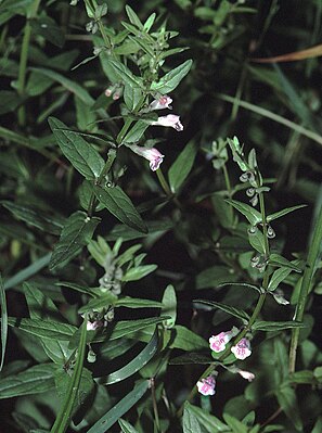 Skullcap (Scutellaria minor)