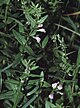 Scutellaria minor1 eF.jpg
