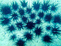 Sea Urchin and fish Dhofar.jpg