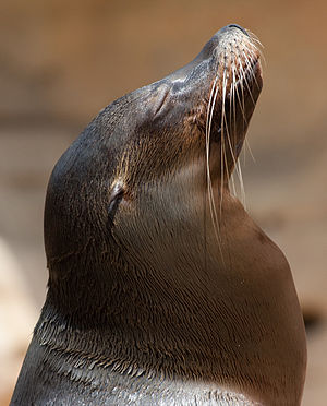 The head of a sea lion