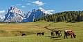 * Nomination View from the Seiser Alm near the Sanon hut to the Langkofel Group; South Tyrol --Llez 16:07, 28 November 2017 (UTC) * Promotion Promotion.-- PumpkinSky 16:29, 28 November 2017 (UTC)