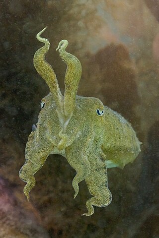 Common cuttlefish (Sepia officinalis), Arrábida Natural Park, Portugal