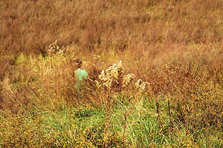 <i>Nassella trichotoma</i> Species of plant