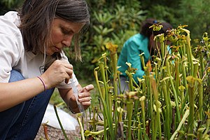 Service botanist Mara Alexander taking a water sample (9666514088).jpg