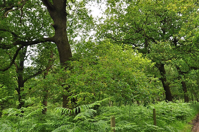 File:Sherwood Forest (9540).jpg