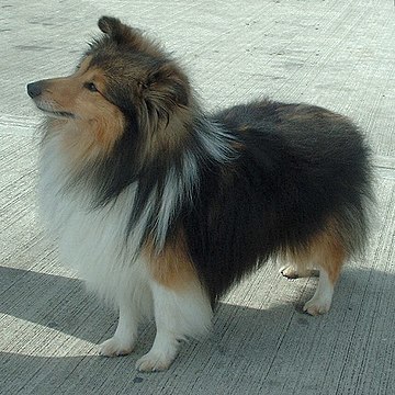 Sheltie