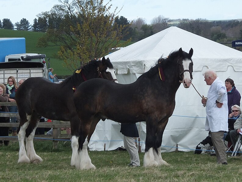 File:Shire horses awaiting judgment - geograph.org.uk - 3446419.jpg