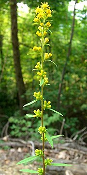 Thumbnail for Solidago erecta